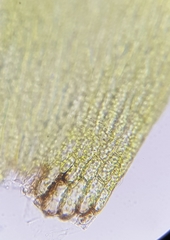 Warnstorfia fluitans