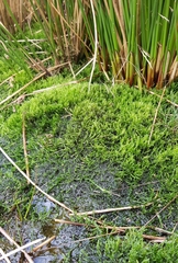 Warnstorfia fluitans