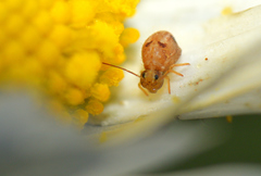 Sminthurus hispanicus