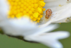 Sminthurus hispanicus