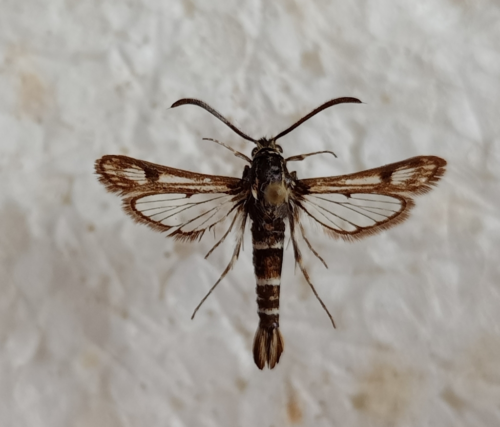 Dipchasphecia consobrina