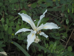 Iris fernaldii