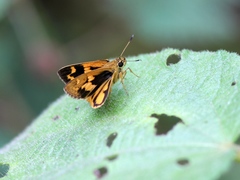 Pardaleodes edipus