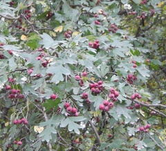 Crataegus