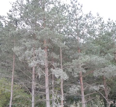 Pinus