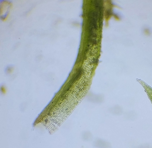 Image of Tortella inflexa by no rights reserved