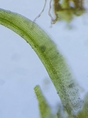 Tortella inflexa