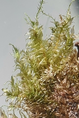 Plagiothecium curvifolium