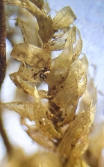 Plagiothecium curvifolium