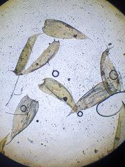 Plagiothecium curvifolium