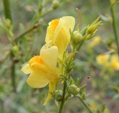 Linaria genistifolia