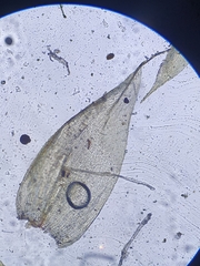 Plagiothecium curvifolium