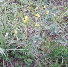 Linaria genistifolia