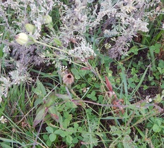 Silene latifolia
