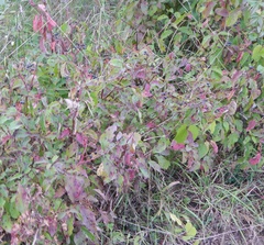 Cornus sanguinea