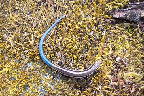 iNaturalist observation photo of Skilton's Skink