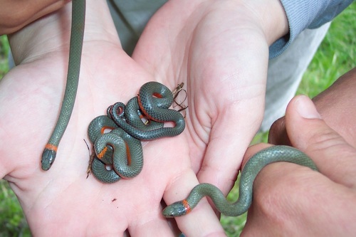 iNaturalist observation photo of Northwestern Ringneck Snake