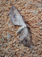 Coenocalpe millierata