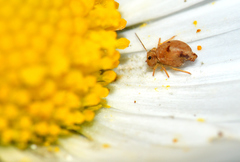 Sminthurus hispanicus
