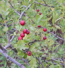 Crataegus