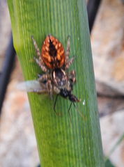 Philaeus chrysops