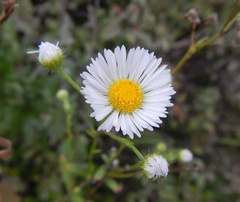 Erigeron