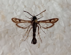 Dipchasphecia consobrina