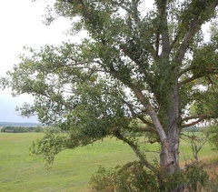 Populus nigra