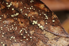 Calycellina punctata