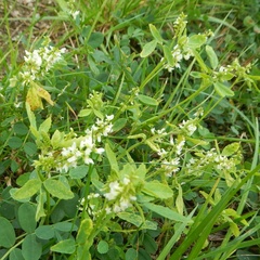 Melilotus albus