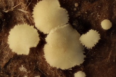 Calycellina punctata
