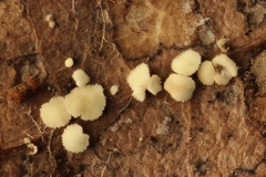Calycellina punctata