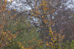 Sciurus carolinensis
