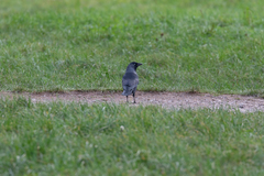 Corvus monedula