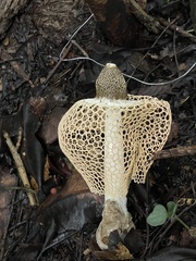 Phallus lutescens