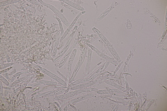Calycellina punctata