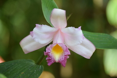 Sobralia ecuadorana