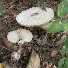 Leucoagaricus nympharum