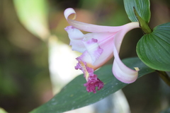 Sobralia ecuadorana
