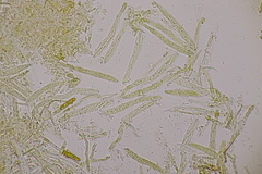 Calycellina punctata