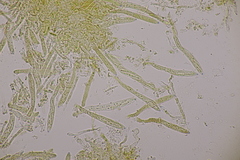 Calycellina punctata