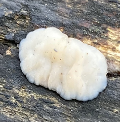 Exidia thuretiana