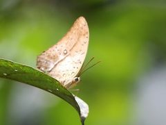Charaxes varanes vologeses