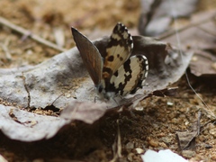 Uranothauma falkensteinii