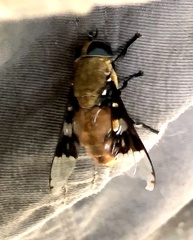 Ancala africana