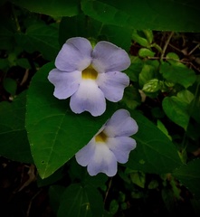 Thunbergia natalensis