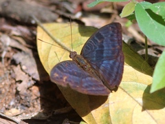 Euriphene barombina