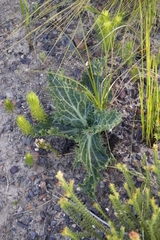 Lichtensteinia lacera