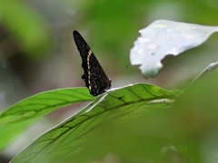 Papilio chrapkowskoides image