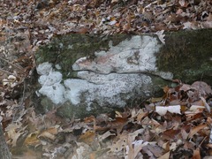 Phlyctis petraea